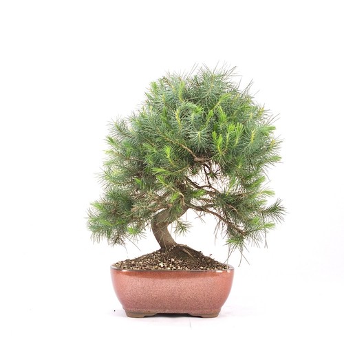 Bonsai aleppo kiefer pinus - bonsai, aleppo-kiefer