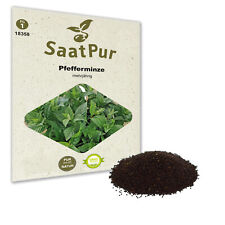 Pfefferminze Samen Mentha ca