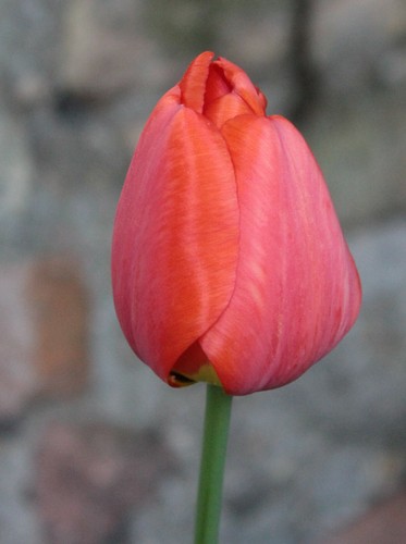 100 tulpenzwiebeln van eijk - 100,