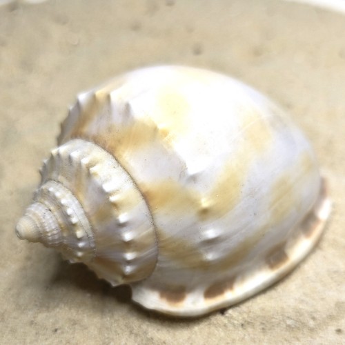 Phalium bandatum 96mm - , |