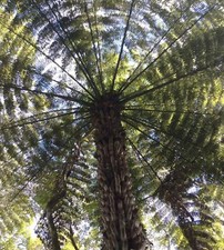 SAMEN Sporen Saatgut Geschenkidee SILBERFARN faszinierende Pflanze tolles grün