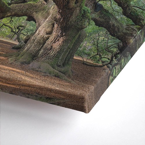 Wandbild baum alte eiche - wandbild,