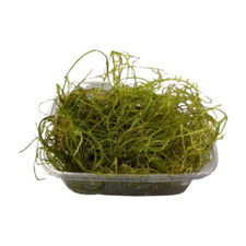 Taxiphyllum barberi - Javamoos Bogor Moos - Portion Aquarium Pflanze