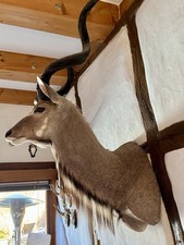 Kudu Träger Präparat