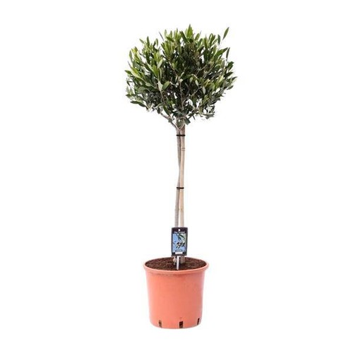 Olivenbaum olea europaea - olivenbaum,