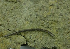 Saurier NOTHOSAURUS Rippe