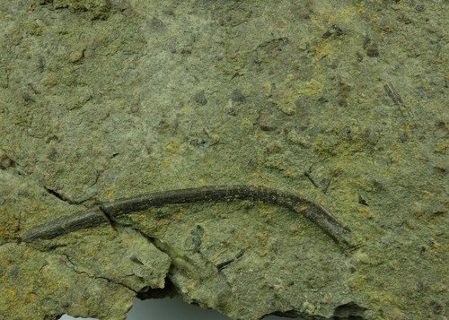 Saurier nothosaurus rippe - nothosaurus,