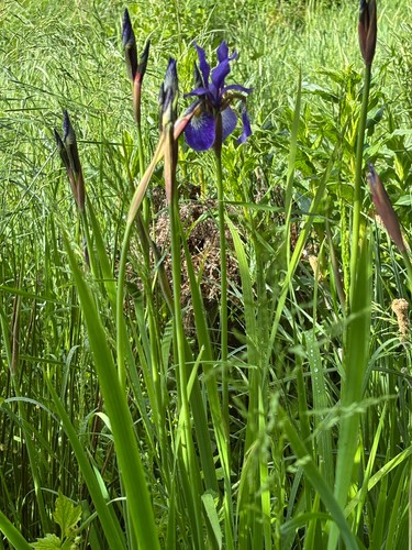 Samen blaue iris deutsche - samen,
