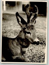 38132455 - Roebuck Hunting