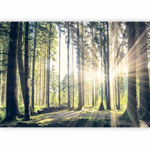 Wald landschaft vlies - wald,