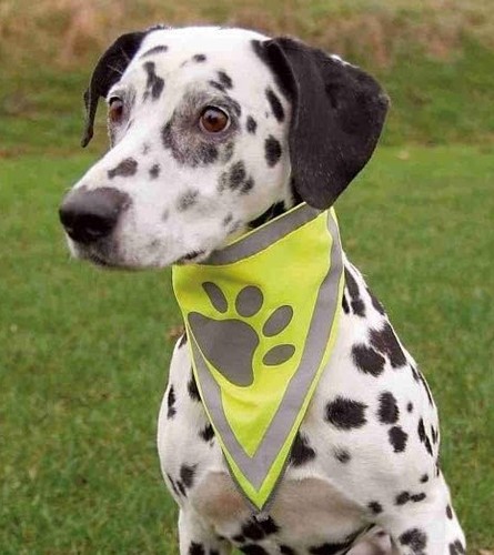 Sicherheitshalstuch für hunde - sicherheitshalstuch,
