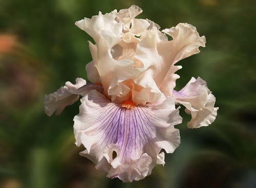 Schwertlilie iris are - are, we