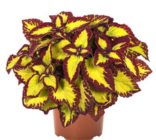 Buntnessel Velvet Coleus