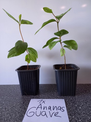 Tamarillo und ananasguave - tamarillo,