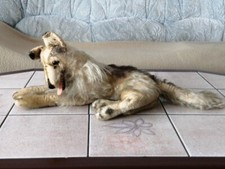 Steiff Collie Alter Hund