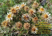 Golddistel, Wildform, carline thistle, Carlina vulgaris, 80 seeds, samen