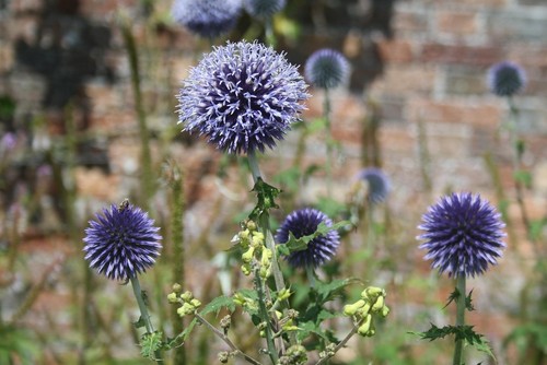Winterhart blauer allium - blauer,