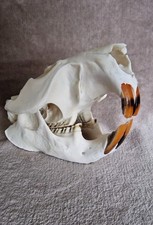 BIBERSCHÄDEL mit allen Zähnen/Taxidermie/Deko/Jagdpokal/Sammlung und mehr