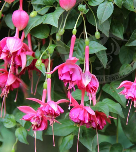 Fuchsien pflanze mien van - ",