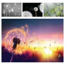 Vlies Fototapete PUSTEBLUME 3D Grau Schmetterlinge BLUMEN WIESE Schlafzimmer