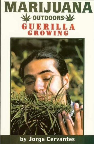 Marijuana outdoors guerilla - marijuana,