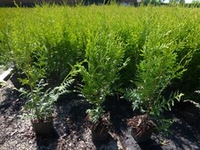 Lebensbaum Thuja occidentalis 'Brabant'  T.B.9   60-65 cm  25 Stück