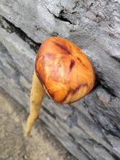 Große Eibe Shillelagh