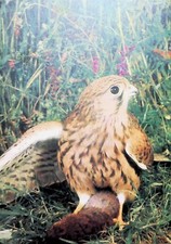 Postcard Turmfalke 19632