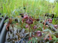 5x Blutauge rotblühende Teichpflanzen für jeden Teich  Wassestand  bis 30cm