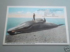 AK Walfang Wal - Provincetown Massachusetts baleine whale (10)