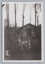 Dresden 1930 - Zoo Game