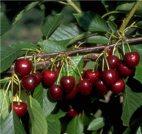 Kirschbaum große schwarze - `große,