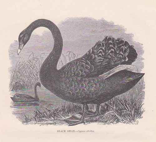 Trauerschwan cygnus atratus - trauerschwan,