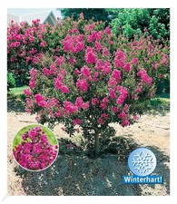 Flieder des Südens, 1 Pflanze