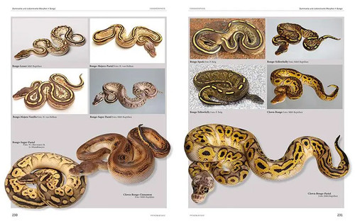 Python regius atlas - regius, |