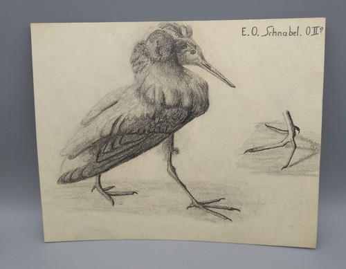 Kohlezeichnung vogel signiert - vogel,,