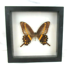 Schmetterling Papillo lormieri Schwalbenschwanz im Schaukasten Madagaskar (6r)