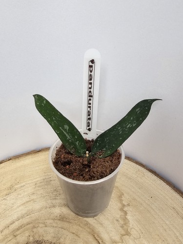 Heavenly hoya pandurata - heavenly,