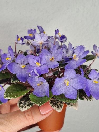 Miniatur usambaraveilchen - miniatur,