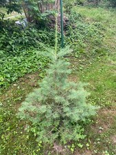 colorado-tanne abies concolor  ca 130 cm