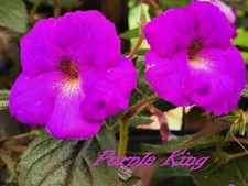 Achimenes/ Schiefteller 5 frische Rhizome der Sorte Purple King/Park,1936