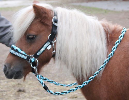 Strass shetty trense - shetty,