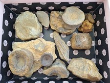 Tolle unpräparierte Saurierknochen aus dem Lias Altdorf