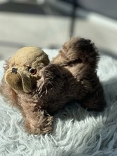 Alter Kleiner Brauner Hund