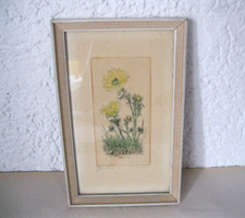 Old engraving, colored /