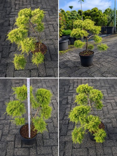 Bonsai outdoor wacholder gold - wacholder,