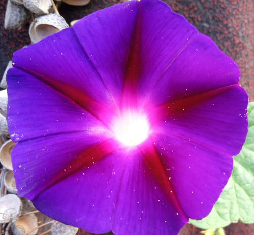 Blaue prunkwinde - blaue,