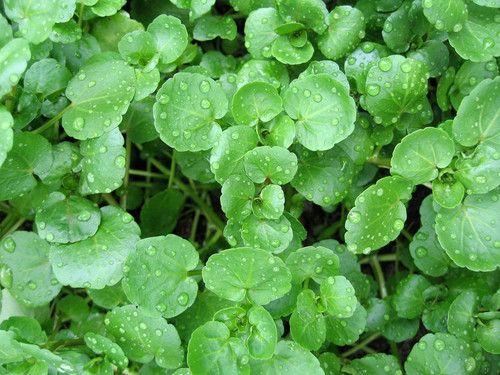 Brunnenkresse nasturtium - brunnenkresse,