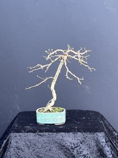 Bonsai - Shohinbonsai - kleine