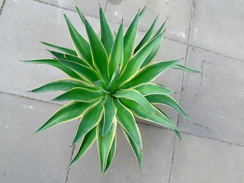 Agave desmettiana variegata